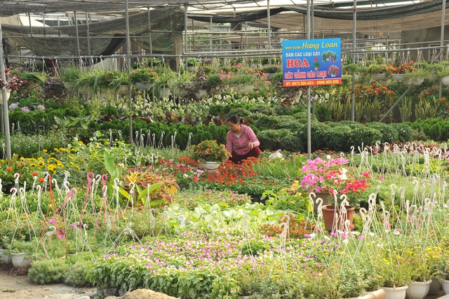 Vựa hoa, cây cảnh Văn Giang cực kỳ bắt mắt khiến khách tham quan ngắm mãi không chán - Ảnh 10.