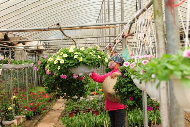 Vựa hoa, cây cảnh Văn Giang cực kỳ bắt mắt khiến khách tham quan ngắm mãi không chán - Ảnh 3.