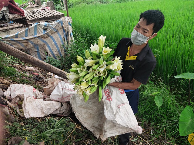 Người dân trồng hoa Thường Tín khóc ròng khi hoa đến vụ phải “đắp chiếu” do ảnh hưởng của COVID-19 - Ảnh 2.