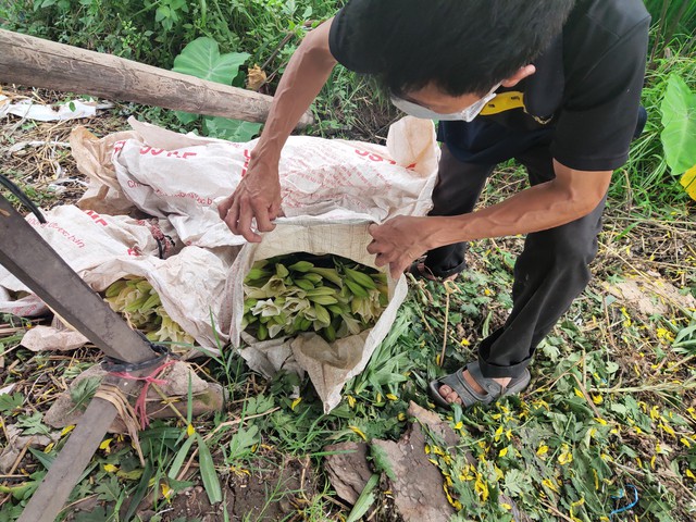 Người dân trồng hoa Thường Tín khóc ròng khi hoa đến vụ phải “đắp chiếu” do ảnh hưởng của COVID-19 - Ảnh 5.