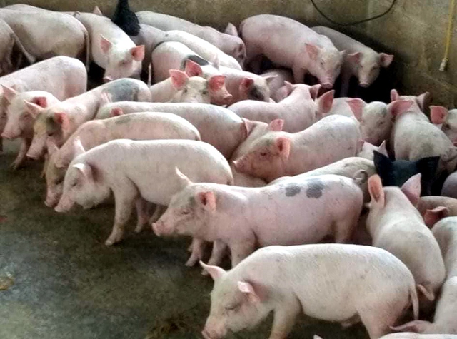 Bỏ lương ngàn USD đi nuôi lợn, ngay năm đầu thắng lớn 1,7 tỷ đồng - Ảnh 1.