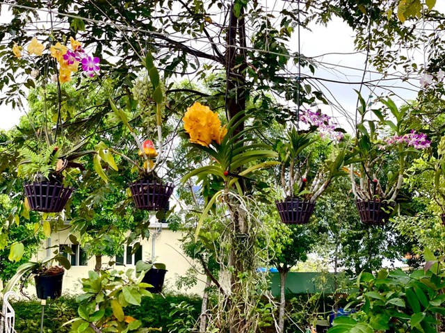 Chiêm ngưỡng khu vườn đầy hoa trái nhà Á hậu Trịnh Kim Chi - Ảnh 5.