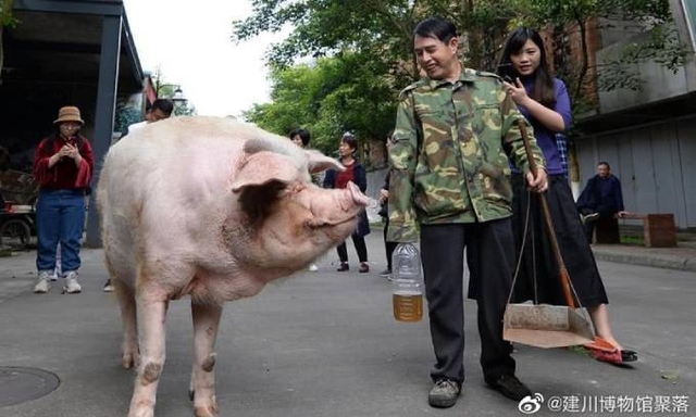 Những ngày cuối đời của chú lợn biểu tượng sức mạnh ở Trung Quốc - Ảnh 2.