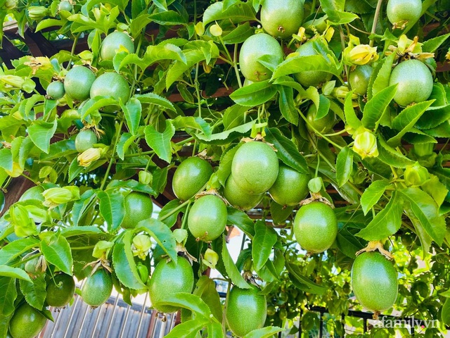 Khu vườn 800m² phủ kín đủ loại rau quả sạch của mẹ Việt  - Ảnh 2.