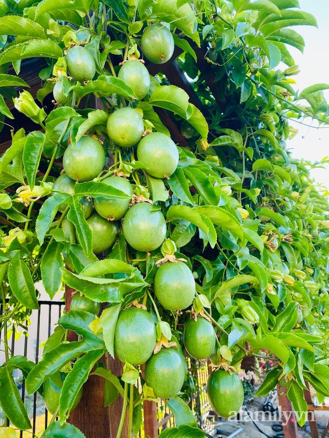 Khu vườn 800m² phủ kín đủ loại rau quả sạch của mẹ Việt  - Ảnh 13.