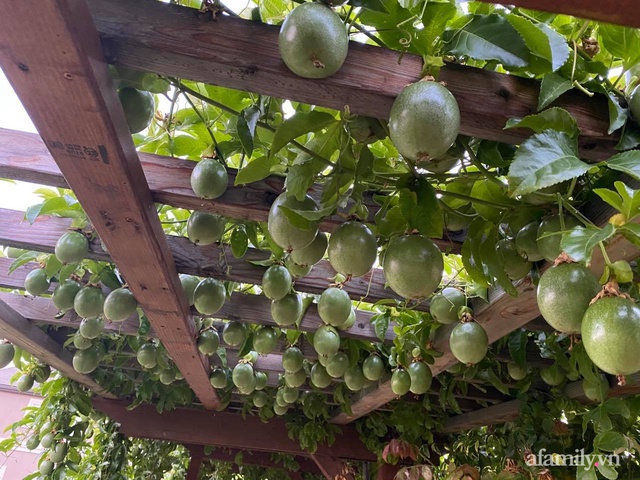 Khu vườn 800m² phủ kín đủ loại rau quả sạch của mẹ Việt  - Ảnh 3.