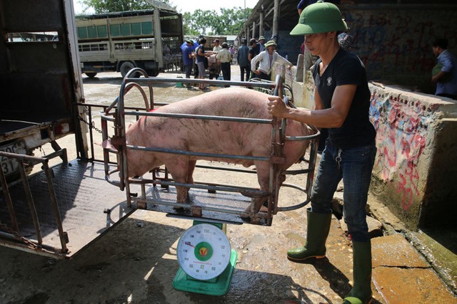 Giá lợn hơi bắt đáy của năm, nhiều hộ chăn nuôi treo chuồng - Ảnh 2.