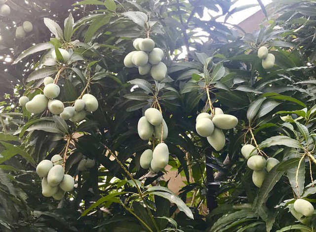 Dở kh&oacute;c dở cười với chi&ecirc;u độc lạ chống lại nạn xo&agrave;i tặc - Ảnh 1.