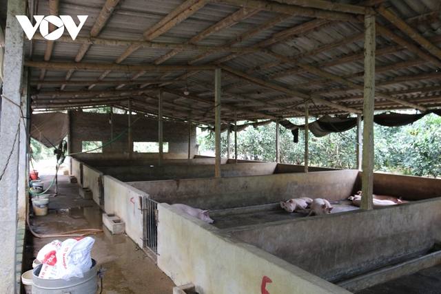 Giá lợn hơi bắt đáy của năm, nhiều hộ chăn nuôi treo chuồng - Ảnh 3.