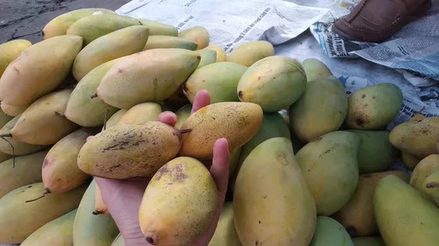 Nghịch l&yacute; xo&agrave;i m&uacute;t Trung Quốc b&aacute;n chạy giữa l&uacute;c xo&agrave;i Việt Nam thu hoạch rộ - Ảnh 5.