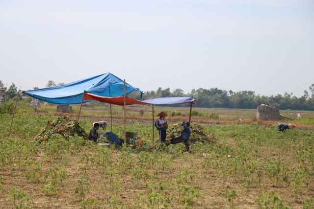 Thừa Thiên Huế: Nhịp sống bình thường mới trở lại xã Phong Điền - Ảnh 13.