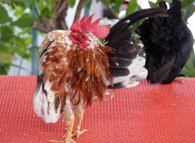 &lsquo;Si&ecirc;u mẫu&rsquo; g&agrave; t&iacute; hon d&aacute;ng lực sĩ, th&iacute;ch nh&uacute;n nhảy theo nhạc - Ảnh 1.