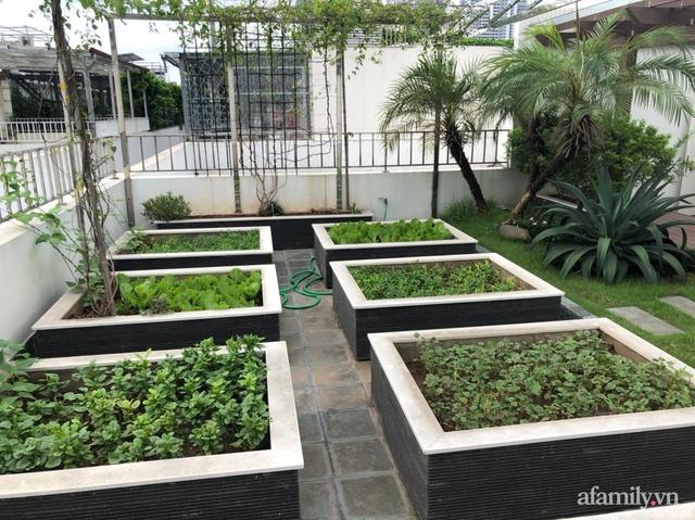 Vườn rau quả sạch 100m² trên mái nhà của mẹ 3 con ở Hà Nội - Ảnh 2.