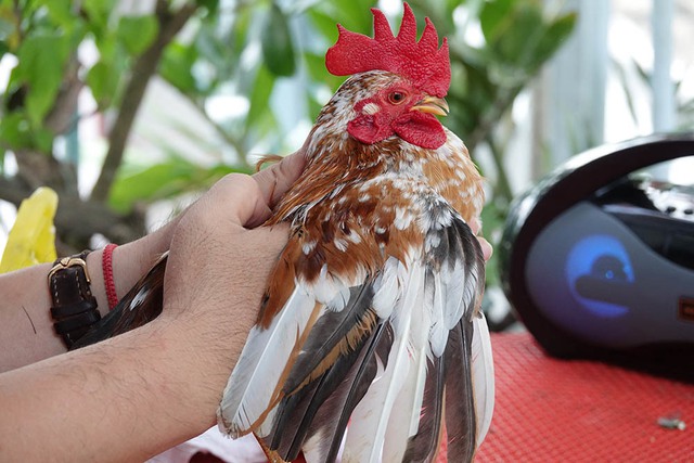 &lsquo;Si&ecirc;u mẫu&rsquo; g&agrave; t&iacute; hon d&aacute;ng lực sĩ, th&iacute;ch nh&uacute;n nhảy theo nhạc - Ảnh 11.