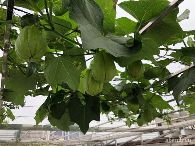 Vườn rau quả sạch 100m² trên mái nhà của mẹ 3 con ở Hà Nội - Ảnh 21.