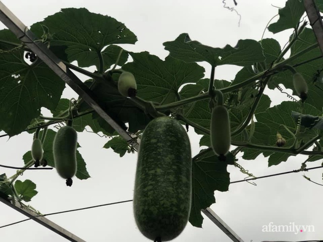 Vườn rau quả sạch 100m² trên mái nhà của mẹ 3 con ở Hà Nội - Ảnh 23.