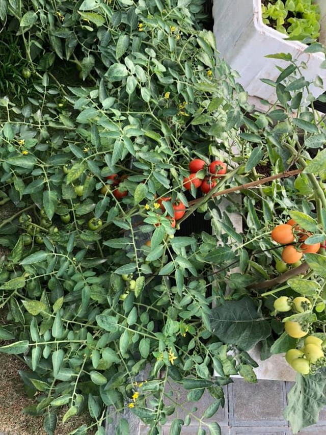 Vườn rau quả sạch 100m² trên mái nhà của mẹ 3 con ở Hà Nội - Ảnh 28.