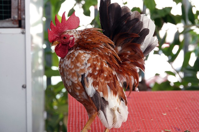 &lsquo;Si&ecirc;u mẫu&rsquo; g&agrave; t&iacute; hon d&aacute;ng lực sĩ, th&iacute;ch nh&uacute;n nhảy theo nhạc - Ảnh 4.