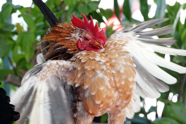 &lsquo;Si&ecirc;u mẫu&rsquo; g&agrave; t&iacute; hon d&aacute;ng lực sĩ, th&iacute;ch nh&uacute;n nhảy theo nhạc - Ảnh 5.