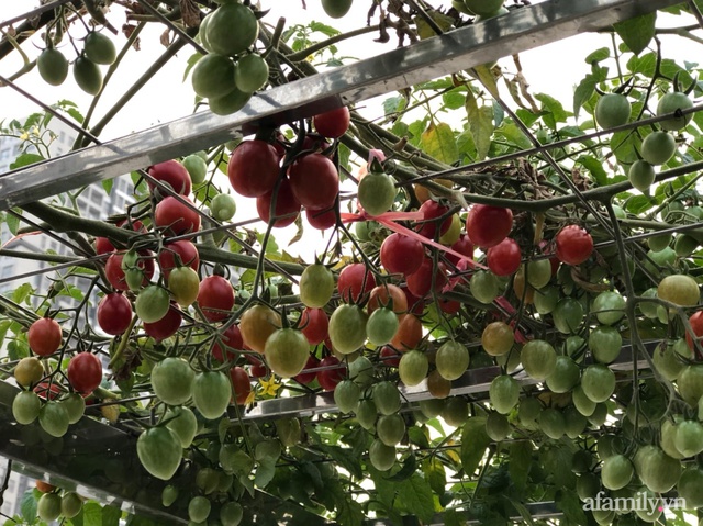 Vườn rau quả sạch 100m² trên mái nhà của mẹ 3 con ở Hà Nội - Ảnh 6.