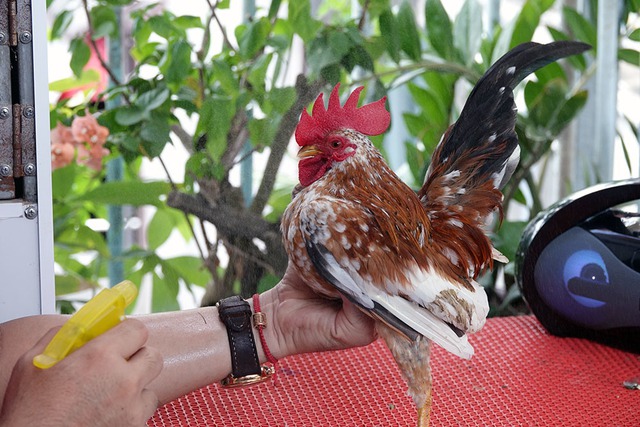 &lsquo;Si&ecirc;u mẫu&rsquo; g&agrave; t&iacute; hon d&aacute;ng lực sĩ, th&iacute;ch nh&uacute;n nhảy theo nhạc - Ảnh 7.