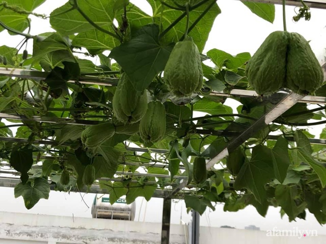 Vườn rau quả sạch 100m² trên mái nhà của mẹ 3 con ở Hà Nội - Ảnh 7.