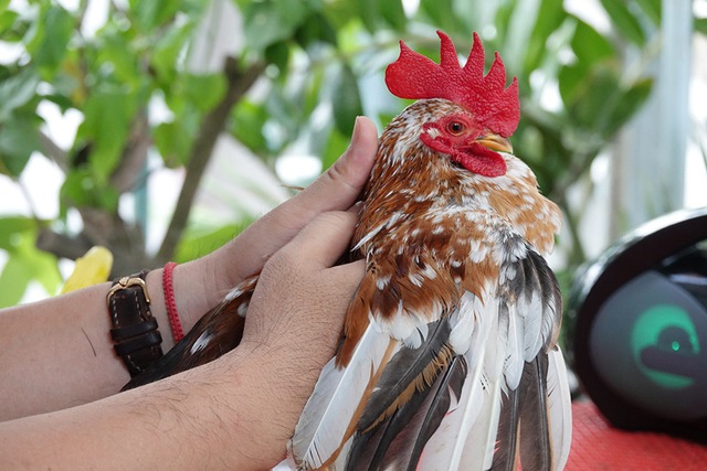 &lsquo;Si&ecirc;u mẫu&rsquo; g&agrave; t&iacute; hon d&aacute;ng lực sĩ, th&iacute;ch nh&uacute;n nhảy theo nhạc - Ảnh 8.