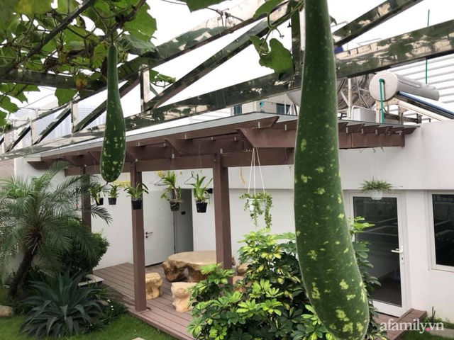 Vườn rau quả sạch 100m² trên mái nhà của mẹ 3 con ở Hà Nội - Ảnh 8.
