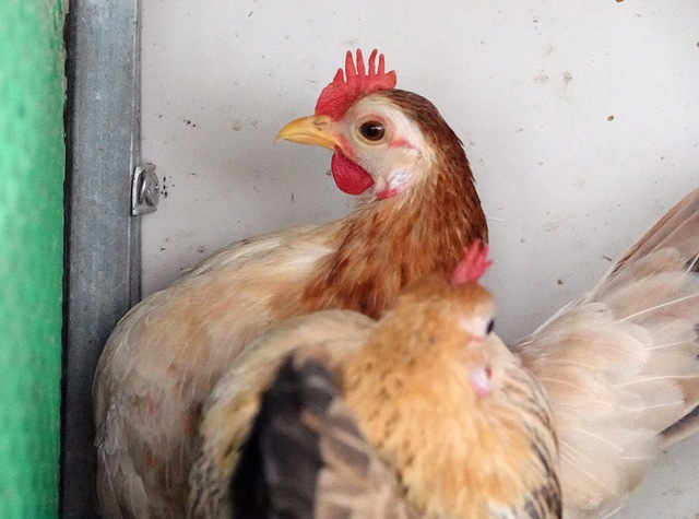 &lsquo;Si&ecirc;u mẫu&rsquo; g&agrave; t&iacute; hon d&aacute;ng lực sĩ, th&iacute;ch nh&uacute;n nhảy theo nhạc - Ảnh 9.