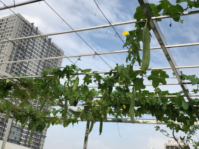 Vườn rau quả sạch 100m² trên mái nhà của mẹ 3 con ở Hà Nội - Ảnh 9.