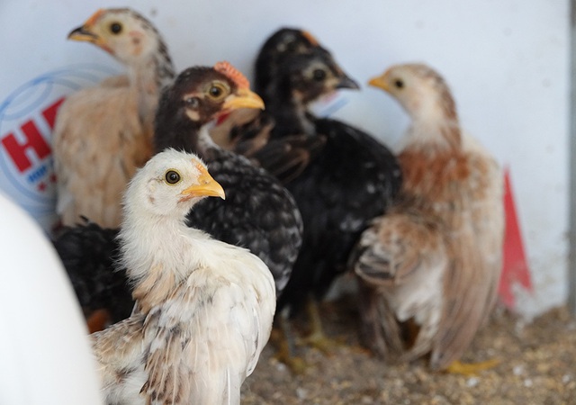 &lsquo;Si&ecirc;u mẫu&rsquo; g&agrave; t&iacute; hon d&aacute;ng lực sĩ, th&iacute;ch nh&uacute;n nhảy theo nhạc - Ảnh 10.