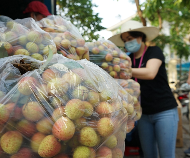 Người Hà Nội giải cứu vải Bắc Giang giá 20.000 đồng/kg - Ảnh 13.