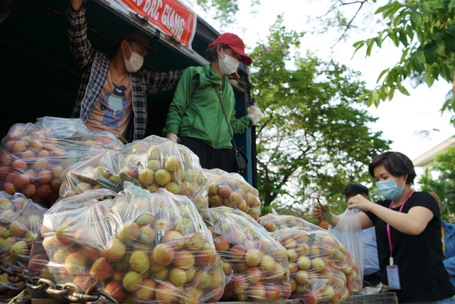 Người Hà Nội giải cứu vải Bắc Giang giá 20.000 đồng/kg - Ảnh 15.