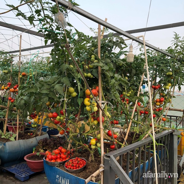 Sân thượng 100m² xanh tươi rau quả sạch của mẹ đảm ở Đà Nẵng - Ảnh 14.