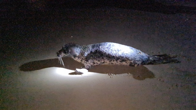  Hải cẩu quý hiếm bất ngờ xuất hiện ở biển Quảng Nam  - Ảnh 4.