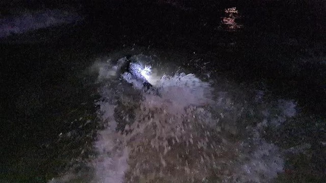  Hải cẩu quý hiếm bất ngờ xuất hiện ở biển Quảng Nam  - Ảnh 6.