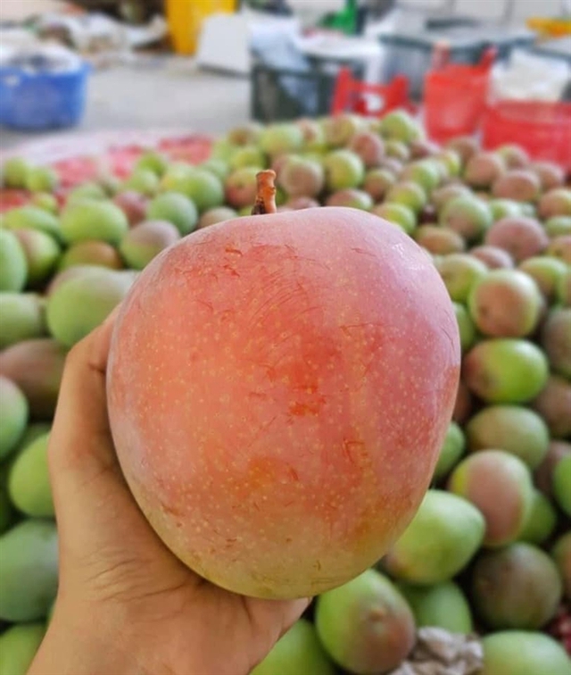 Xoài Úc rớt giá khủng khiếp: Chỉ 2.000-3.000 đồng/kg, người trồng xoài nghẹn ngào bên gốc cây đầy quả - Ảnh 2.