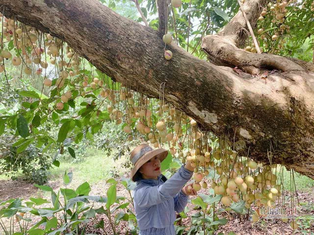 Cây cổ thụ nghìn quả đỏ hồng từ gốc tới ngọn: Đại gia xin mua, cụ chủ lắc đầu - Ảnh 12.