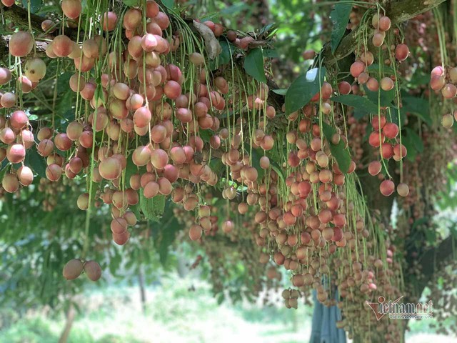 Cây cổ thụ nghìn quả đỏ hồng từ gốc tới ngọn: Đại gia xin mua, cụ chủ lắc đầu - Ảnh 6.