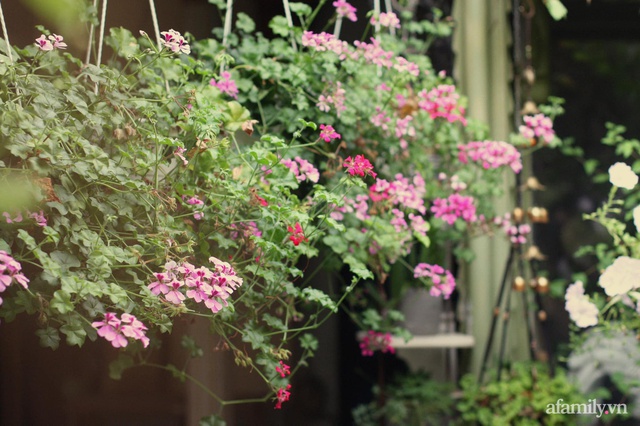 Bí quyết giúp khu vườn tốt tươi, rực rỡ sắc hoa quanh năm của mẹ đảm ở Sài Gòn - Ảnh 2.