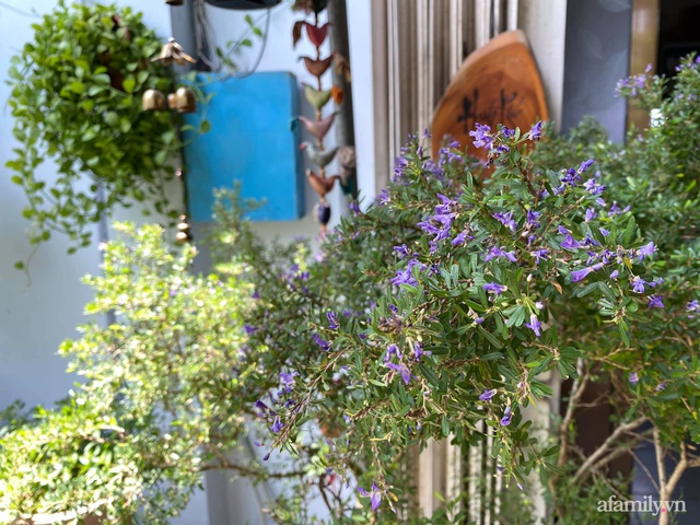 Bí quyết giúp khu vườn tốt tươi, rực rỡ sắc hoa quanh năm của mẹ đảm ở Sài Gòn - Ảnh 24.