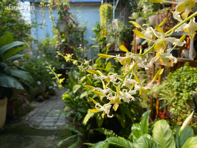 Bí quyết giúp khu vườn tốt tươi, rực rỡ sắc hoa quanh năm của mẹ đảm ở Sài Gòn - Ảnh 25.