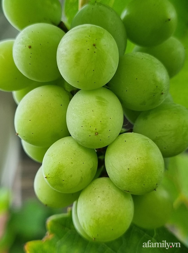 Mẹ đảm ở Sài Gòn trồng bạt ngàn su hào, bắp cải trên sân thượng, không khác gì một trang trại thu nhỏ - Ảnh 29.