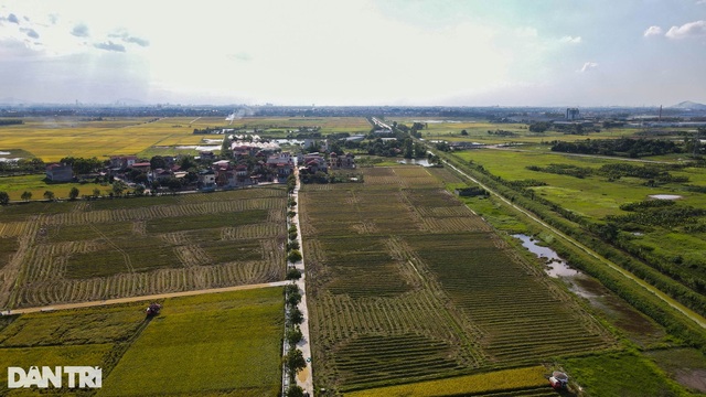 Tâm dịch Bắc Ninh: Nông dân không phải ra đồng, lúa và hoa màu tự chất đầy nhà - Ảnh 2.