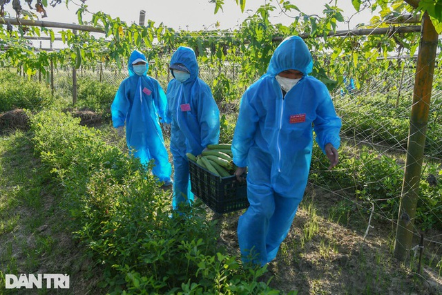 Tâm dịch Bắc Ninh: Nông dân không phải ra đồng, lúa và hoa màu tự chất đầy nhà - Ảnh 18.