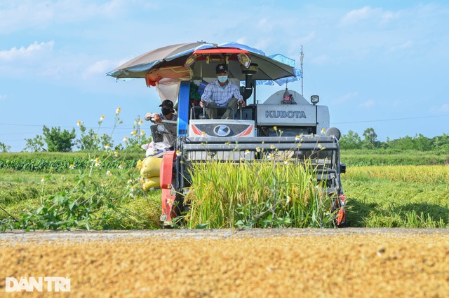 Tâm dịch Bắc Ninh: Nông dân không phải ra đồng, lúa và hoa màu tự chất đầy nhà - Ảnh 4.