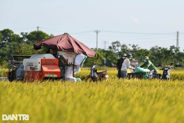 Tâm dịch Bắc Ninh: Nông dân không phải ra đồng, lúa và hoa màu tự chất đầy nhà - Ảnh 8.