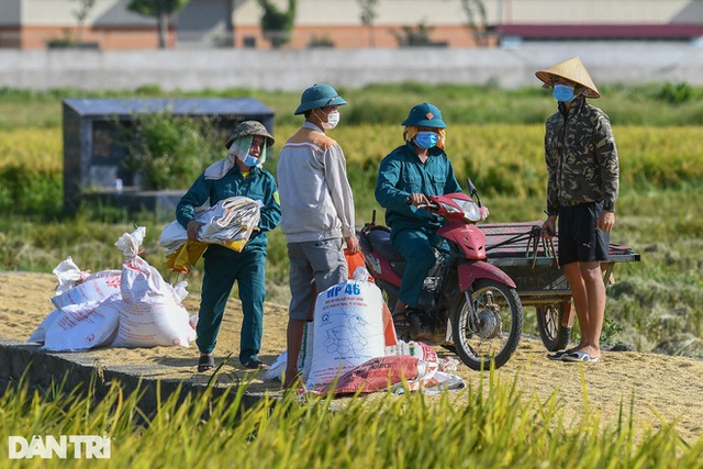 Tâm dịch Bắc Ninh: Nông dân không phải ra đồng, lúa và hoa màu tự chất đầy nhà - Ảnh 9.