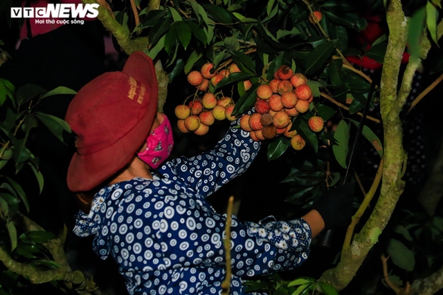  Ảnh: Người dân Bắc Giang soi đèn, xuyên đêm thu hoạch vải thiều  - Ảnh 3.