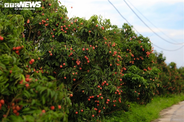  Ảnh: Người dân Bắc Giang soi đèn, xuyên đêm thu hoạch vải thiều  - Ảnh 10.